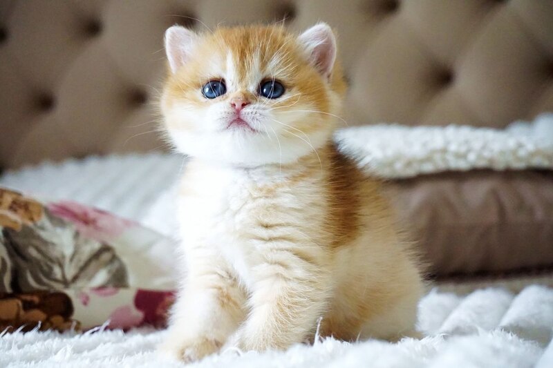 Iris British Shorthair female, black golden chinchilla