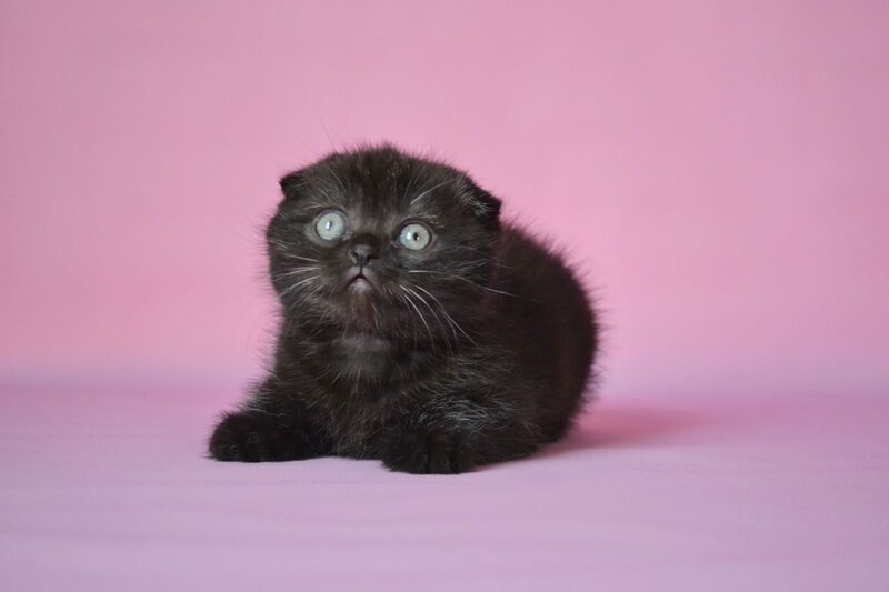 Mikola Scottish Fold male, black