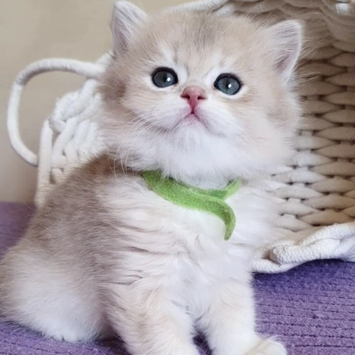 Yarik British Longhair male, blue golden chinchilla