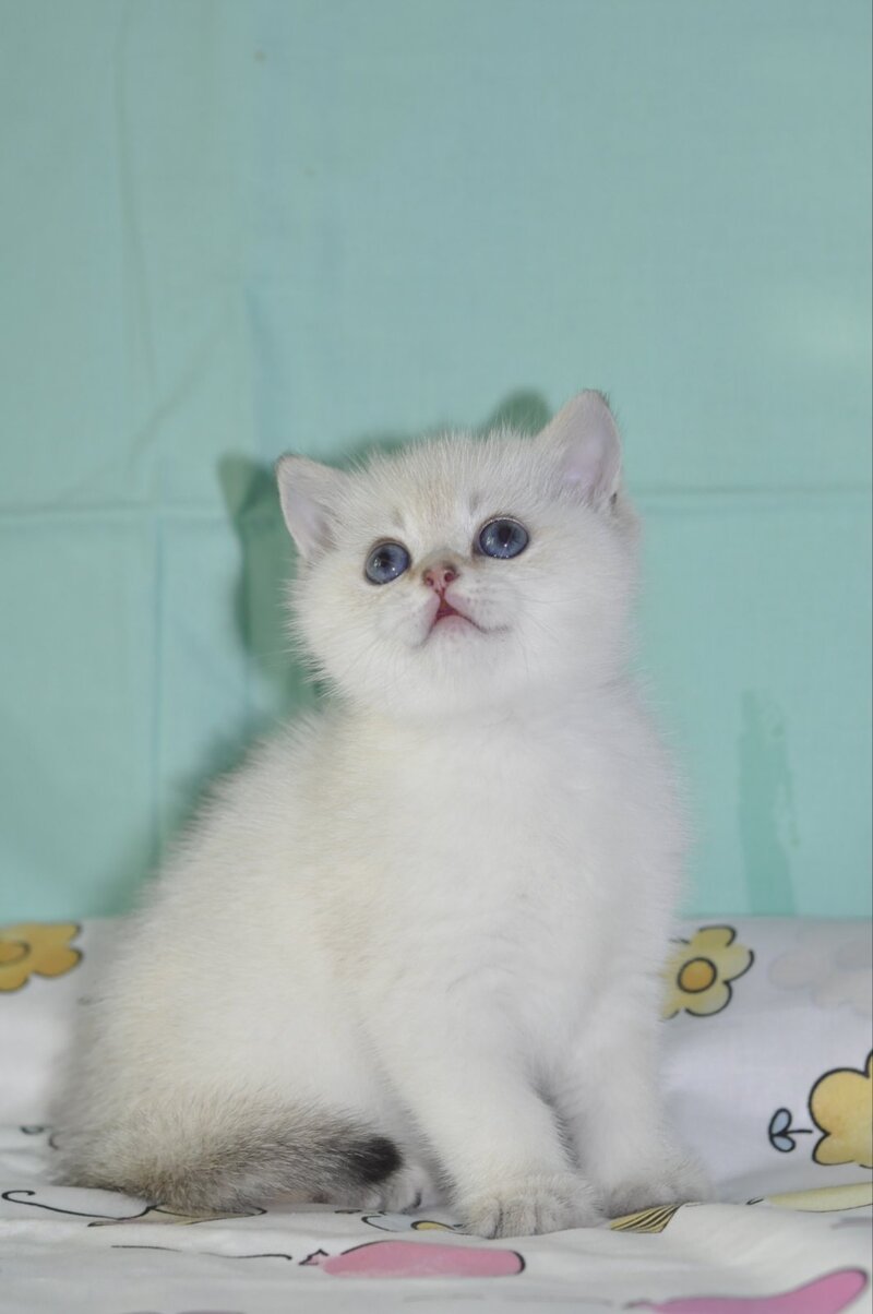 Limon British Shorthair male black golden shaded pointed - live animals