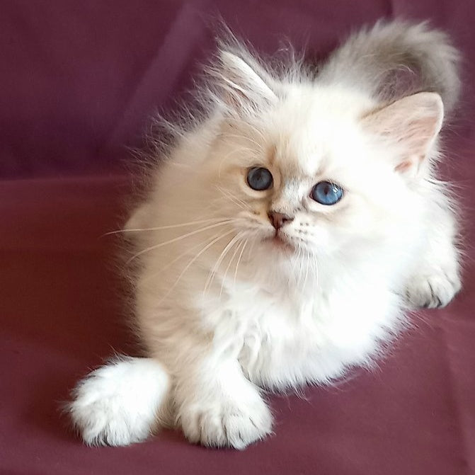 Mathias Siberian male, blue tabby pointed