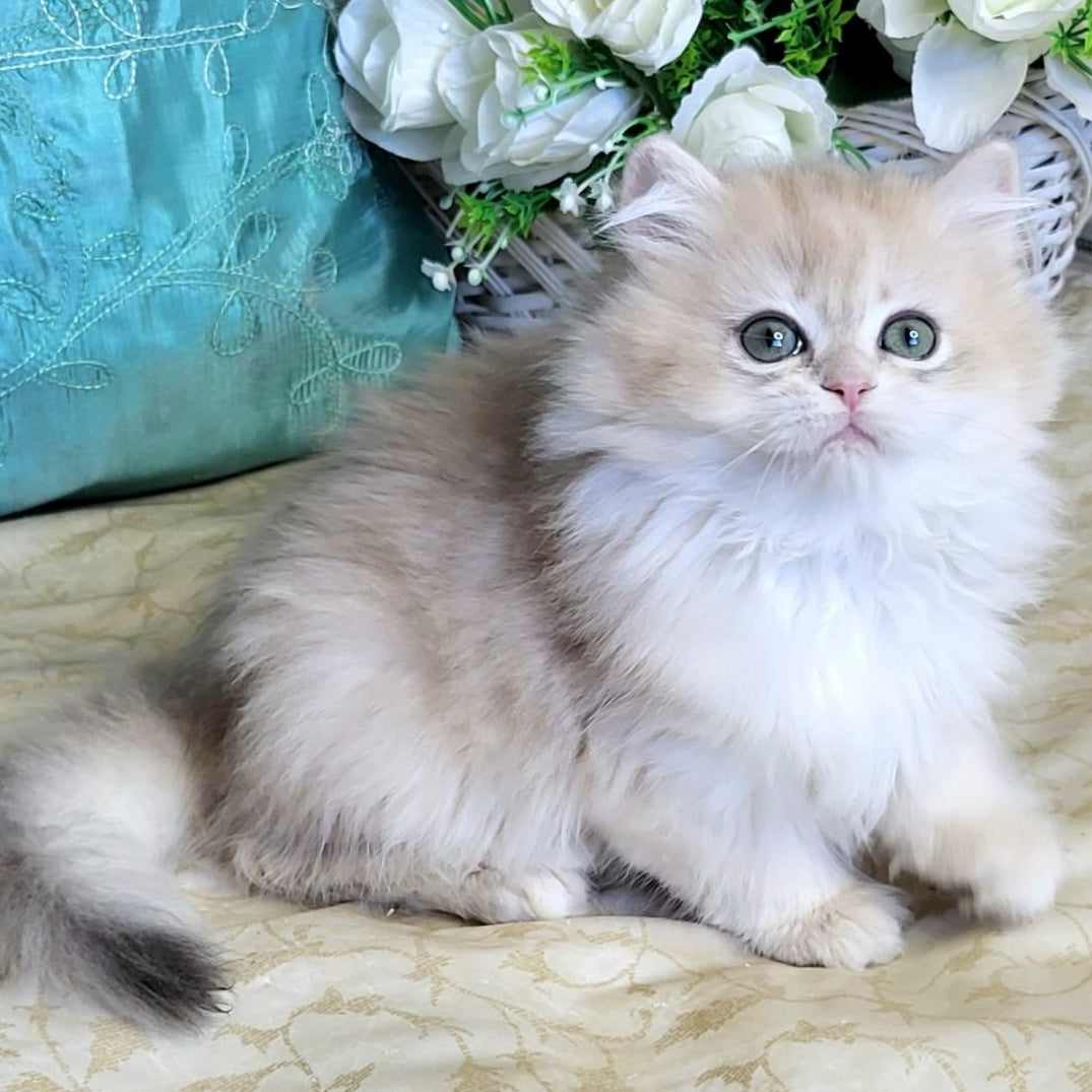 Zosya British Longhair female, blue golden chinchilla