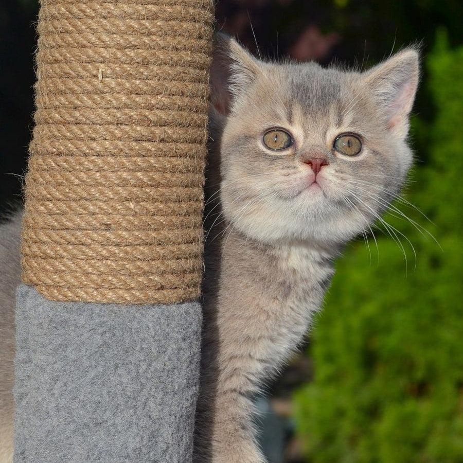 Fifa Scottish Straight female, blue golden ticked tabby