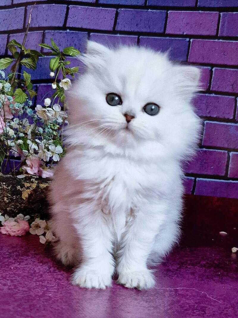 Naomi British Longhair female black silver shaded - live animals