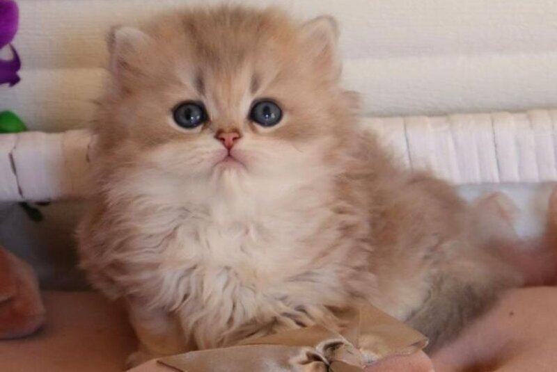 Marchello British Longhair male blue golden shaded - live animals