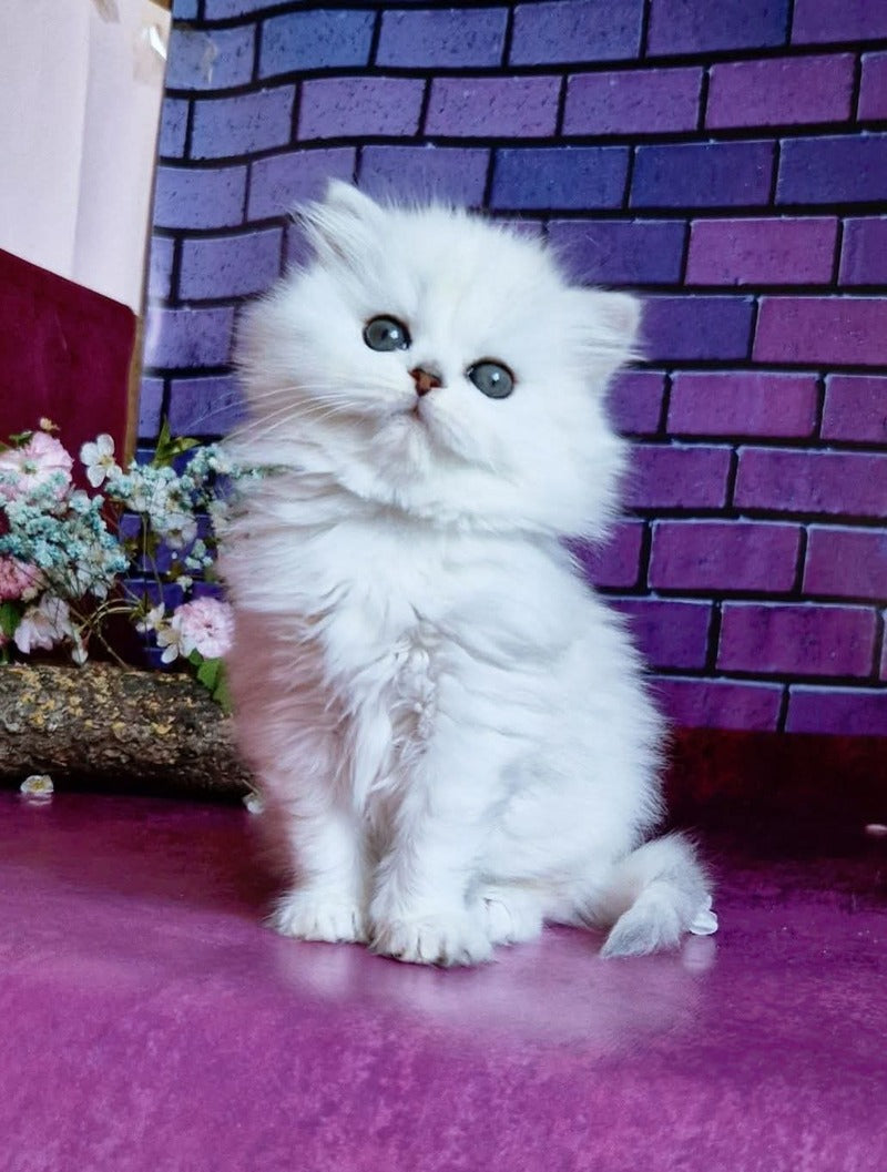Naomi British Longhair female black silver shaded - live animals