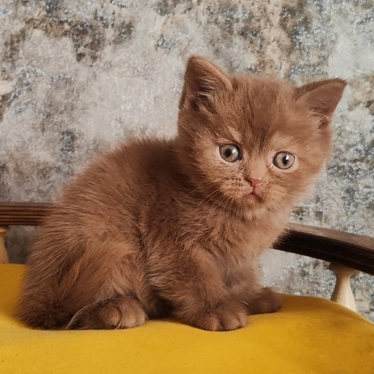 Betty British Shorthair female, cinnamon