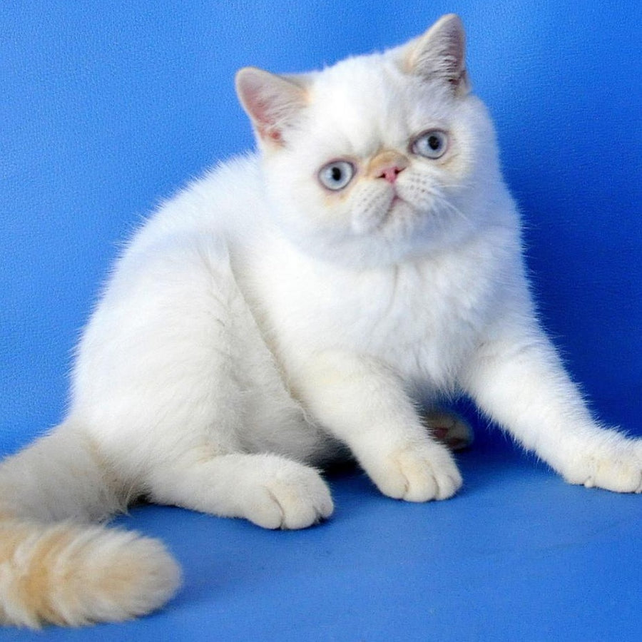 Lucas Exotic male, cream pointed