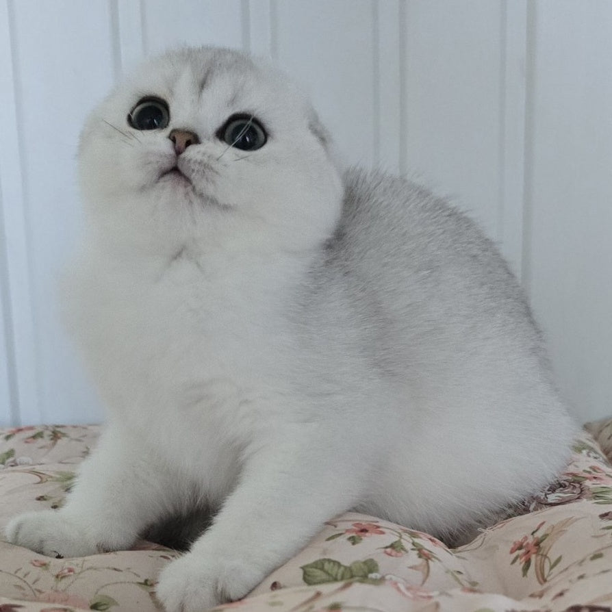 Yahidka Scottish Fold female, black silver shaded