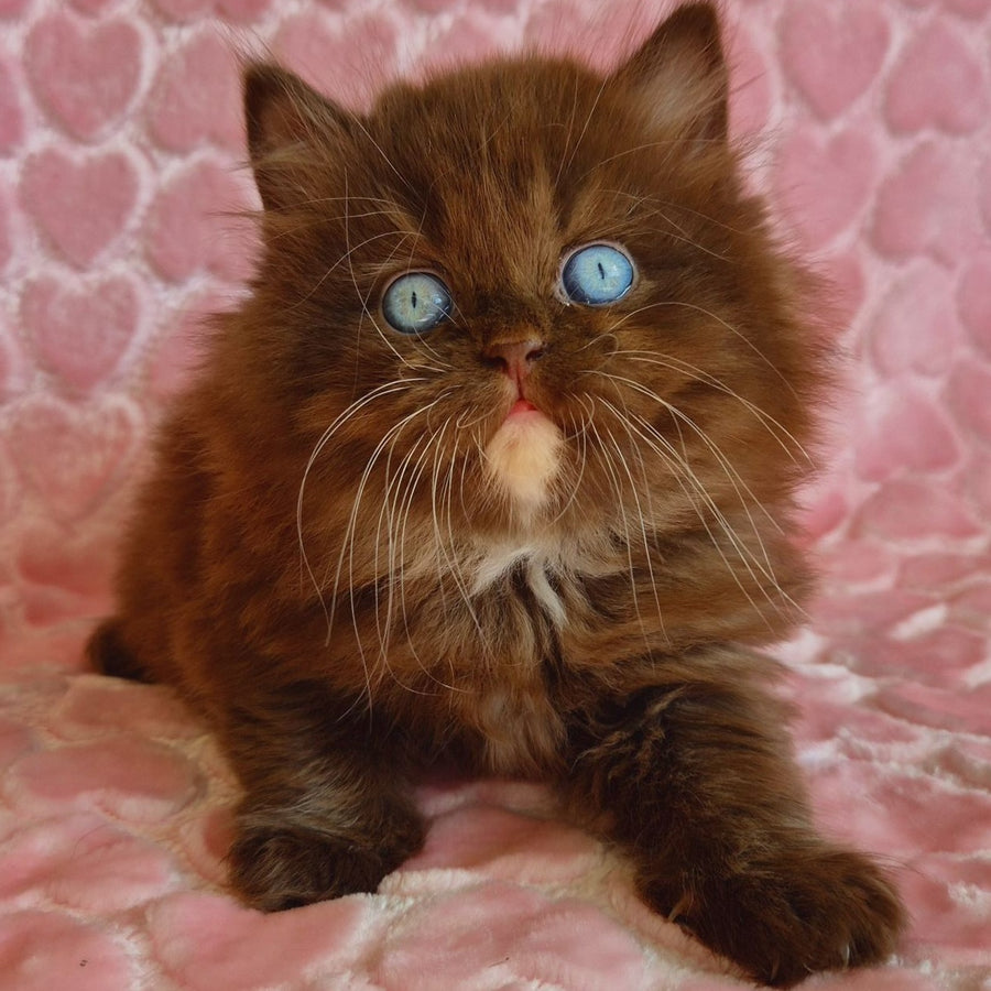 Izolda British Longhair female, chocolate with white