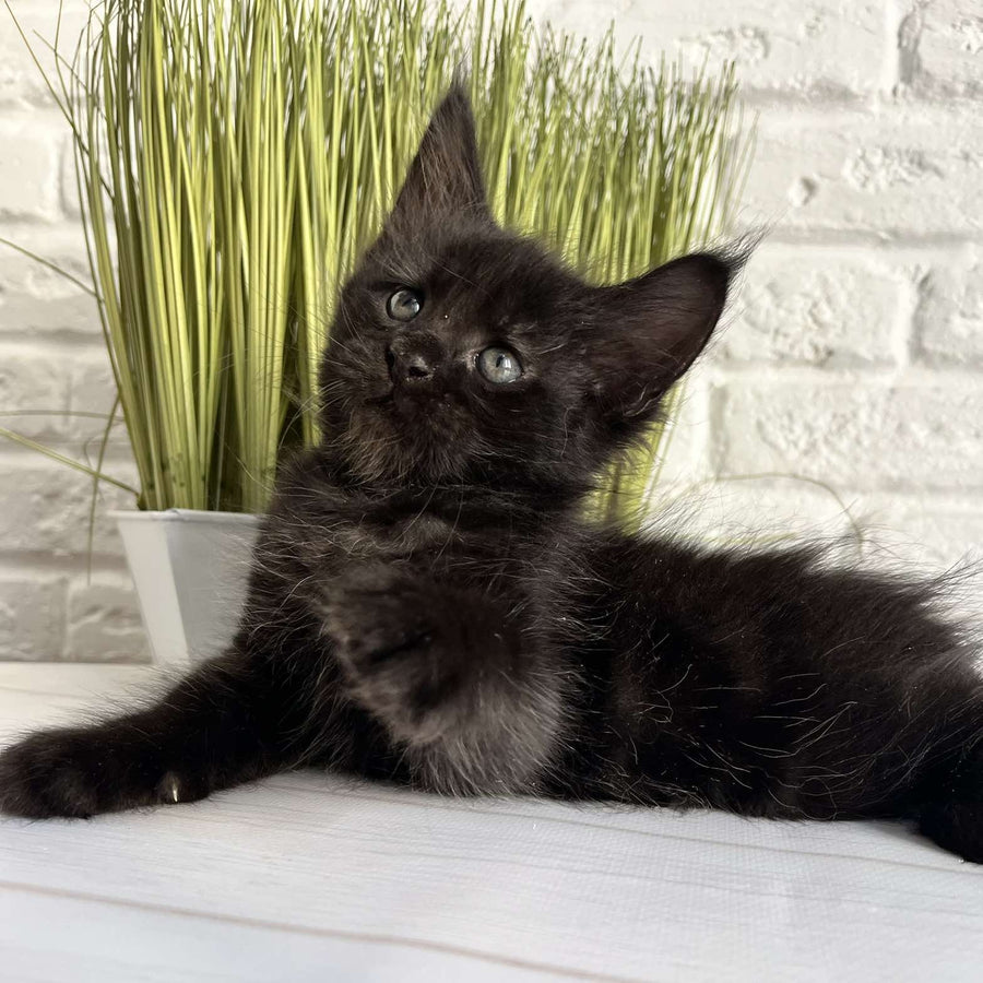 Jasper Maine Coon male, black