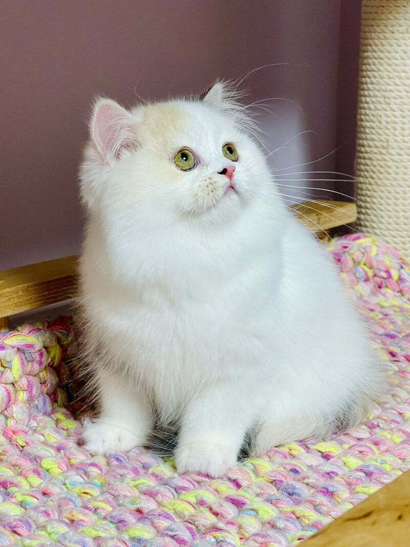 Lynda Scottish Straight female, black tortie silver harlequin tabby