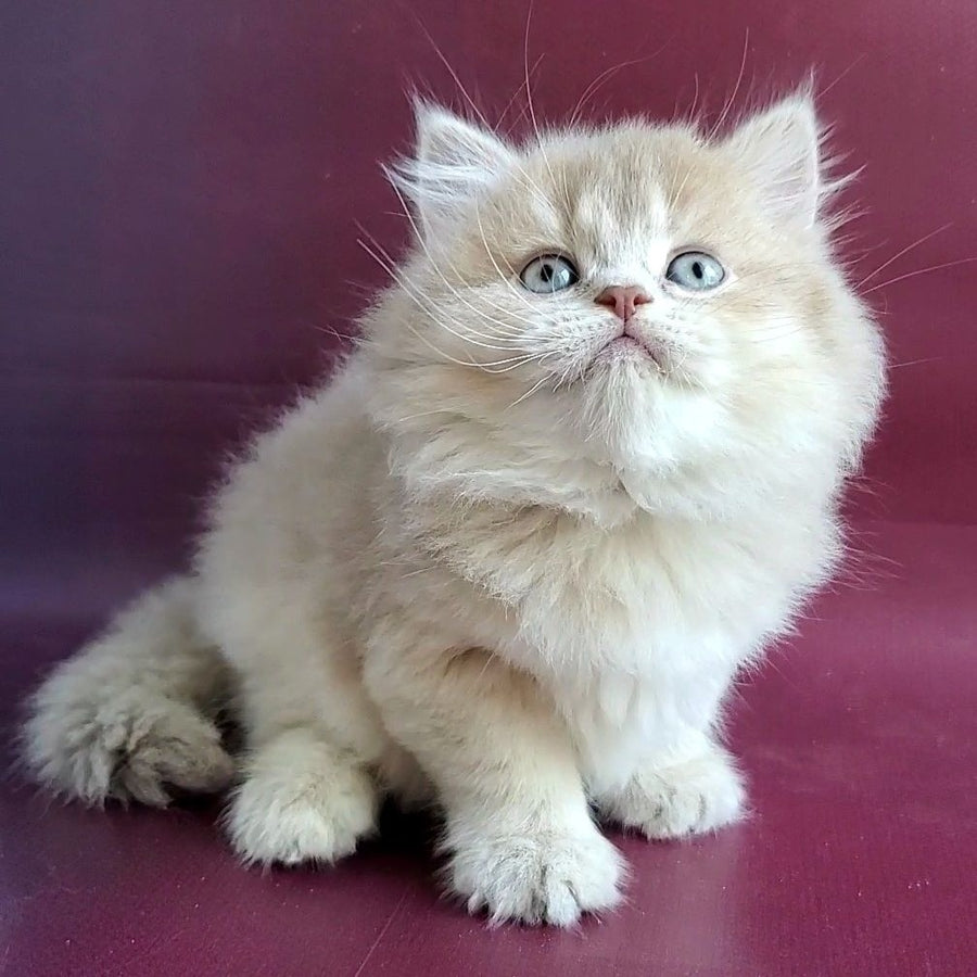 Agata British Longhair female, lilac golden shaded