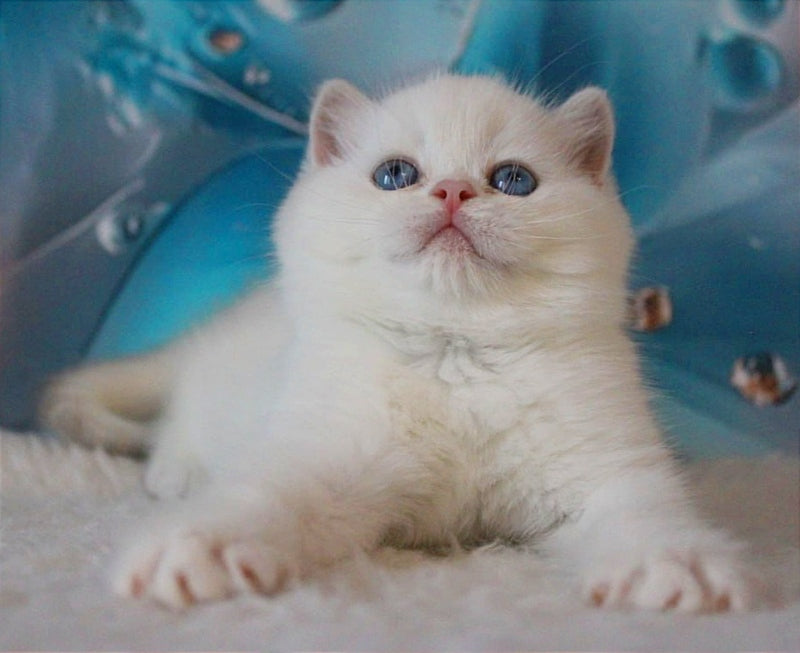 Grey British Shorthair male, blue golden chinchilla