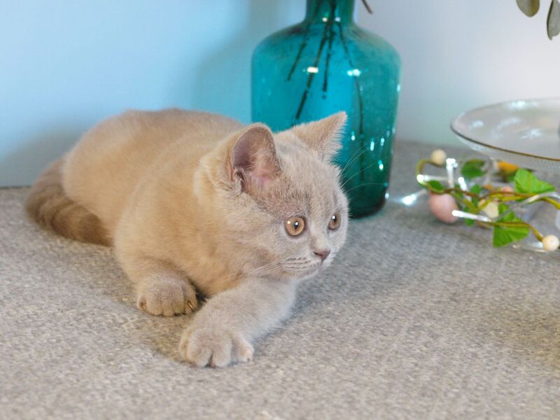 Nola British Shorthair female lilac - live animals
