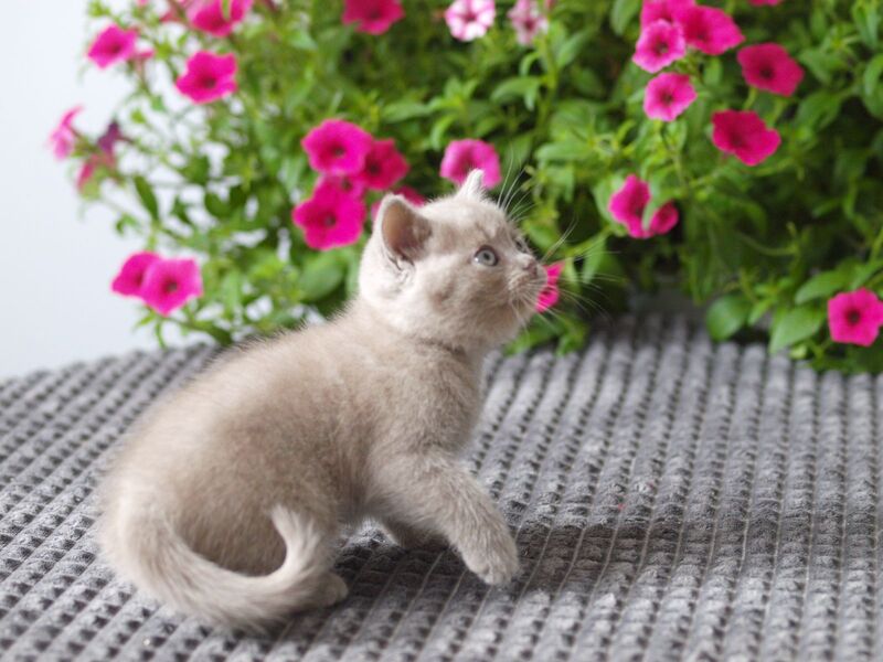 Olex British Shorthair male, lilac