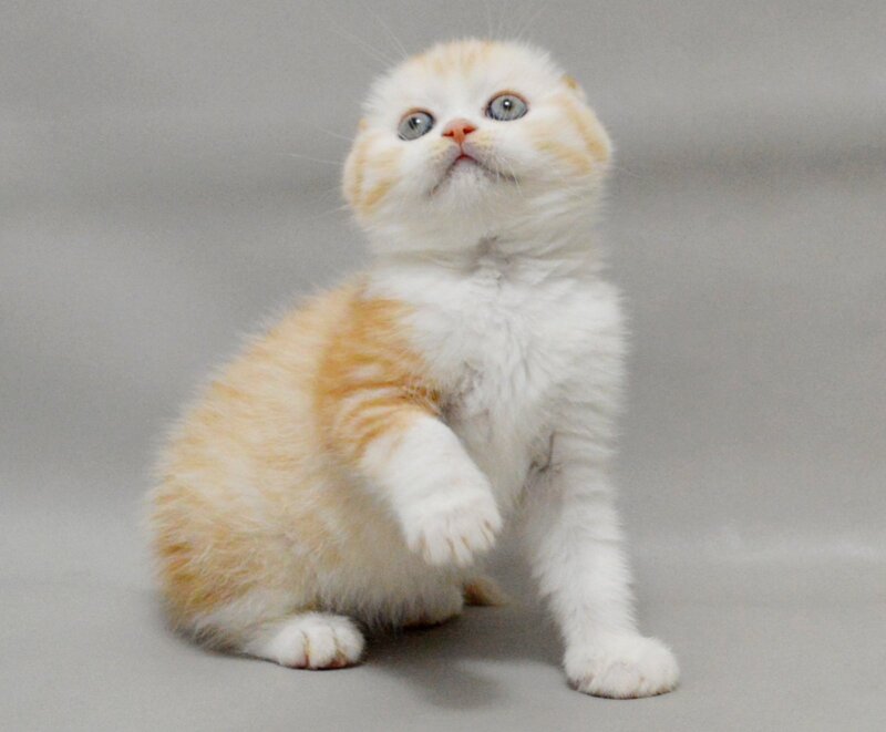 Vincent Scottish Fold male red silver spotted tabby bicolour - live animals