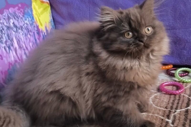 Elly British Longhair female, chocolate