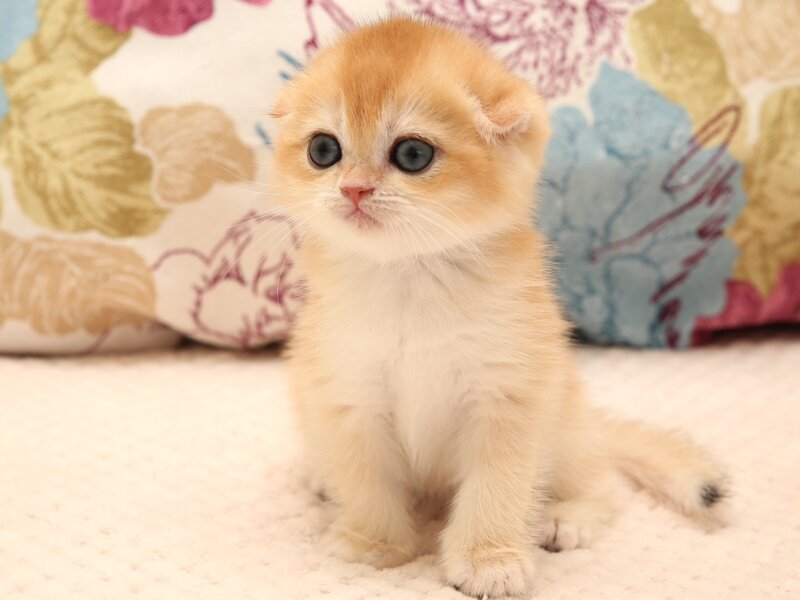 Yana Scottish Fold female black golden chinchilla - live animals