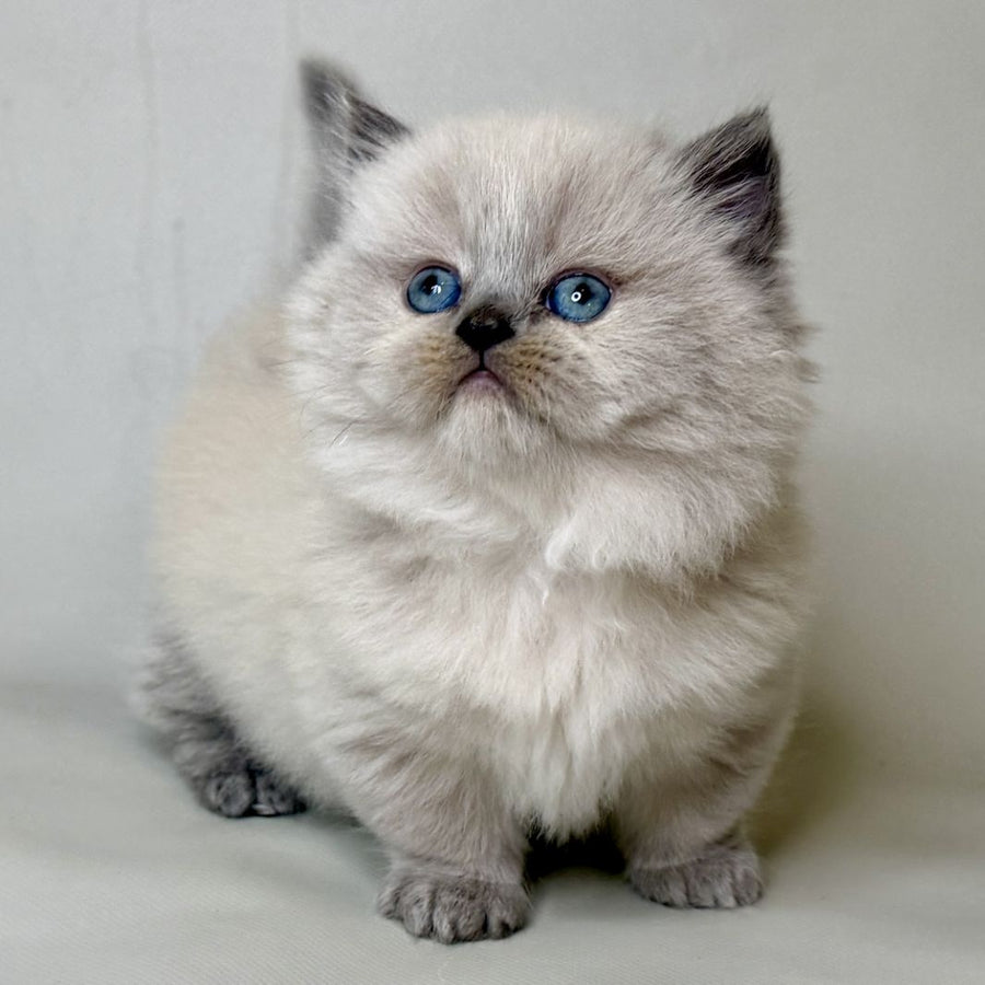Savage Munchkin female, lilac shaded pointed