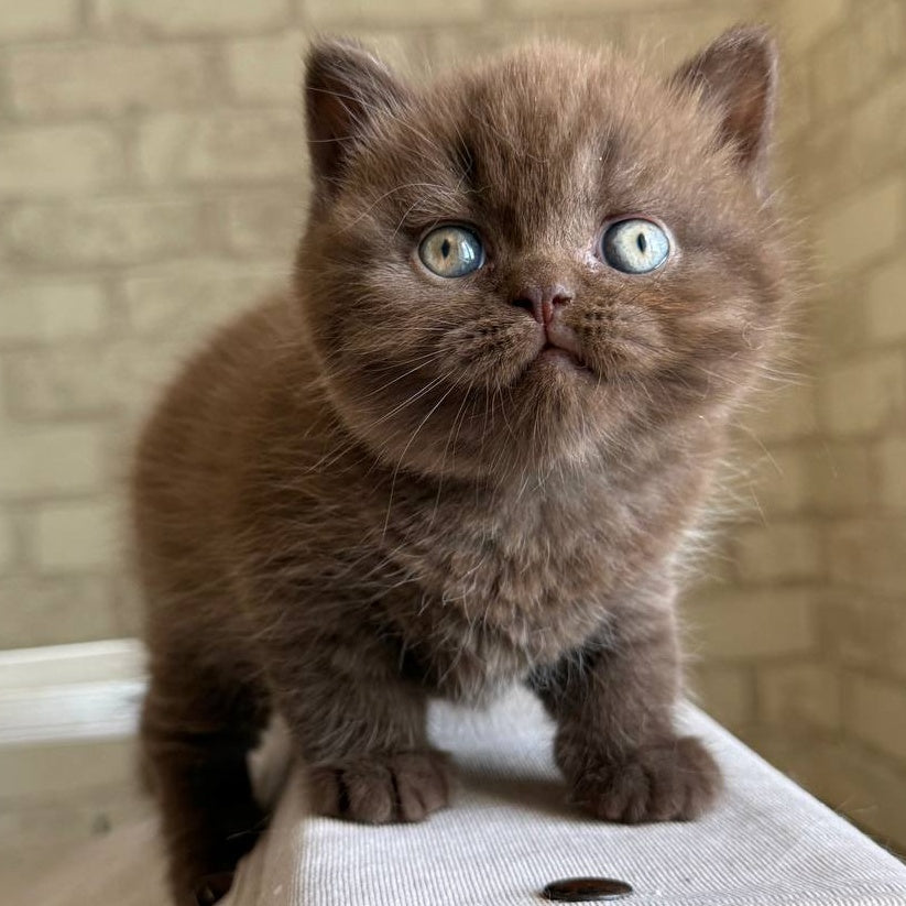 Bruno British Shorthair male, chocolate