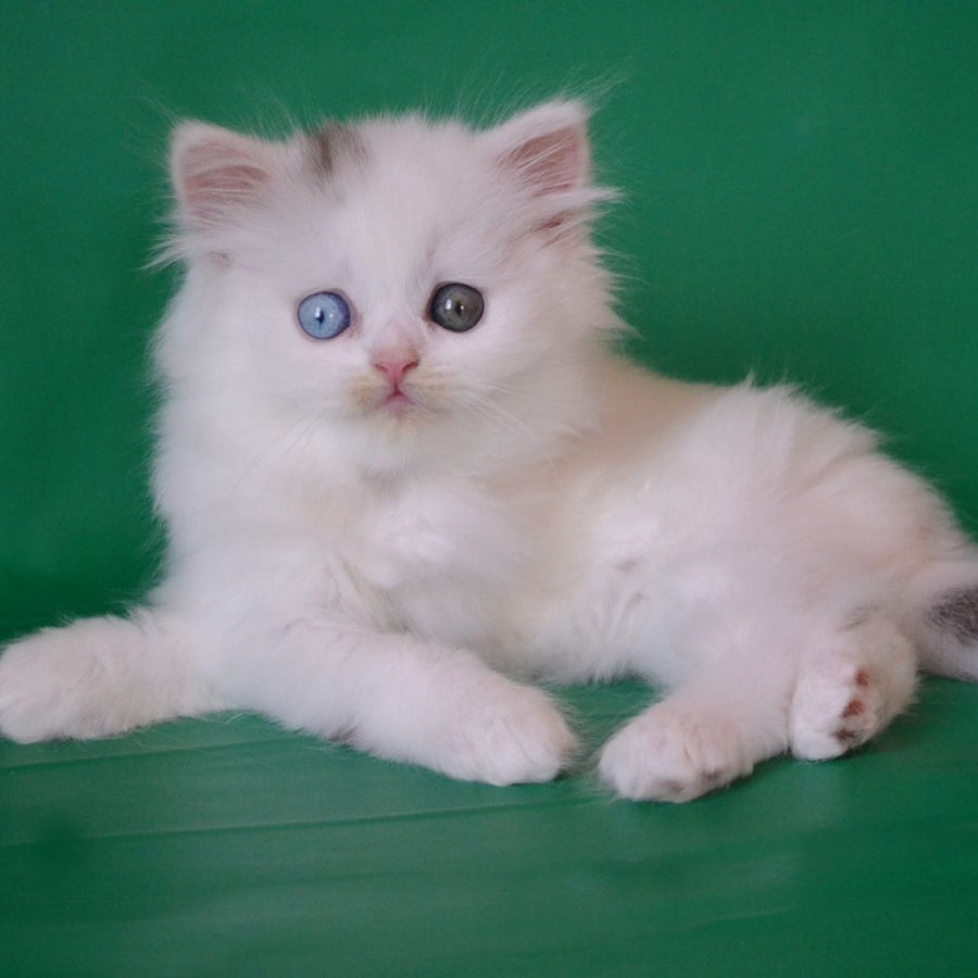 Oscar Scottish Straight male, black silver tabby van