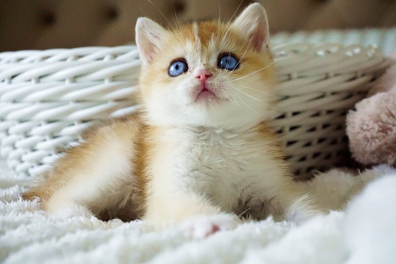 Edwin British Shorthair male, black golden shaded with white
