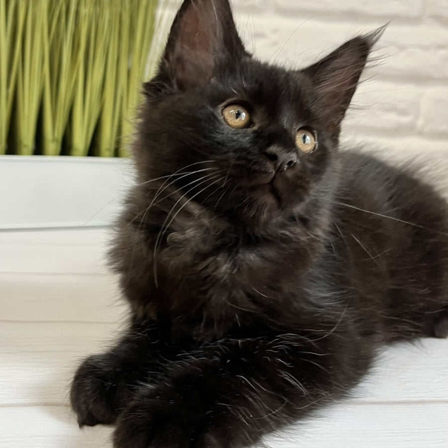 Jack Maine Coon male, black