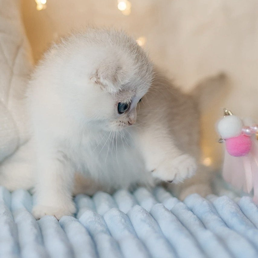 Ice Cream Scottish Fold male, black silver shaded