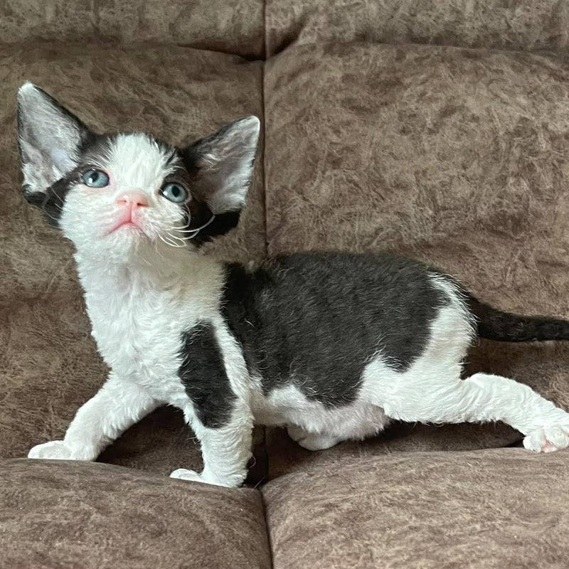 Vlada Devon Rex female, black bicolour