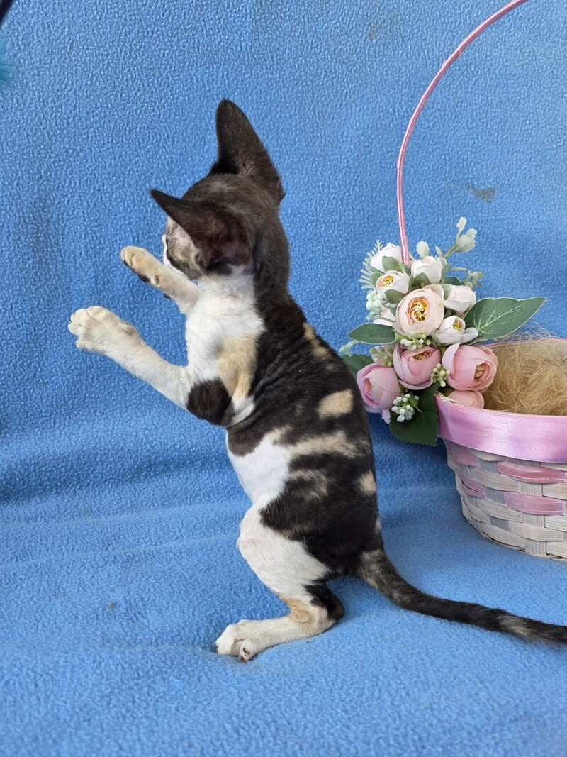 Dulcinea Devon Rex female black tortie bicolour - live animals