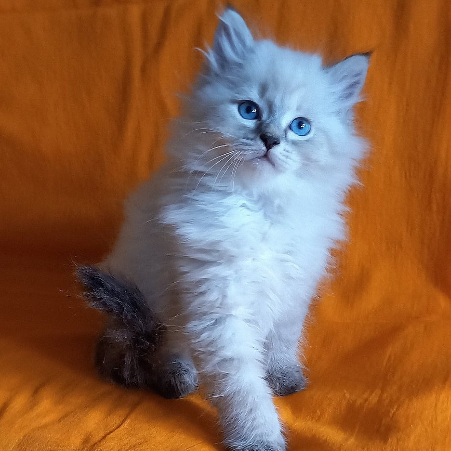 Milan Siberian male, blue tabby pointed
