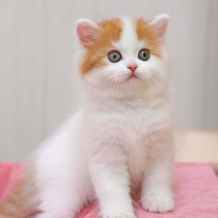 Vjick Scottish Straight male, red tabby van