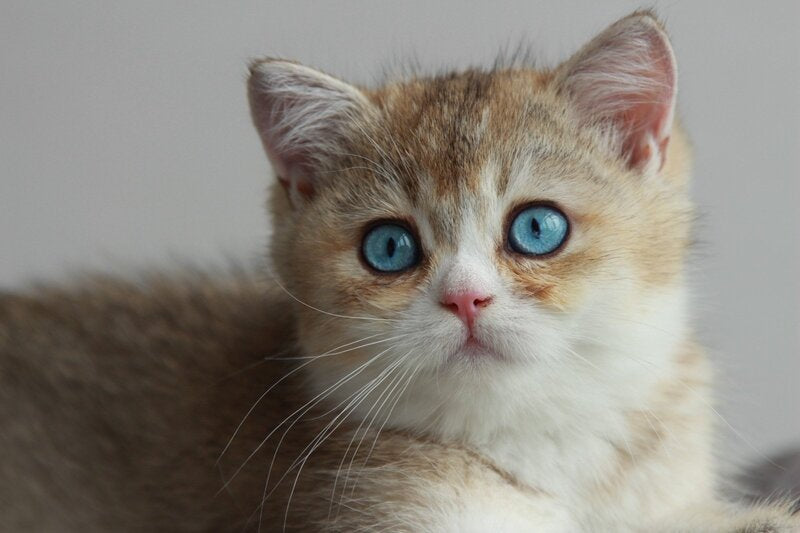 Chase British Shorthair male, black golden ticked tabby with white