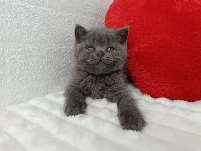 Willow Scottish Straight female, blue