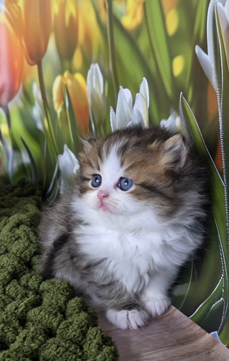 Icon Scottish Straight male black spotted tabby bicolour - live animals