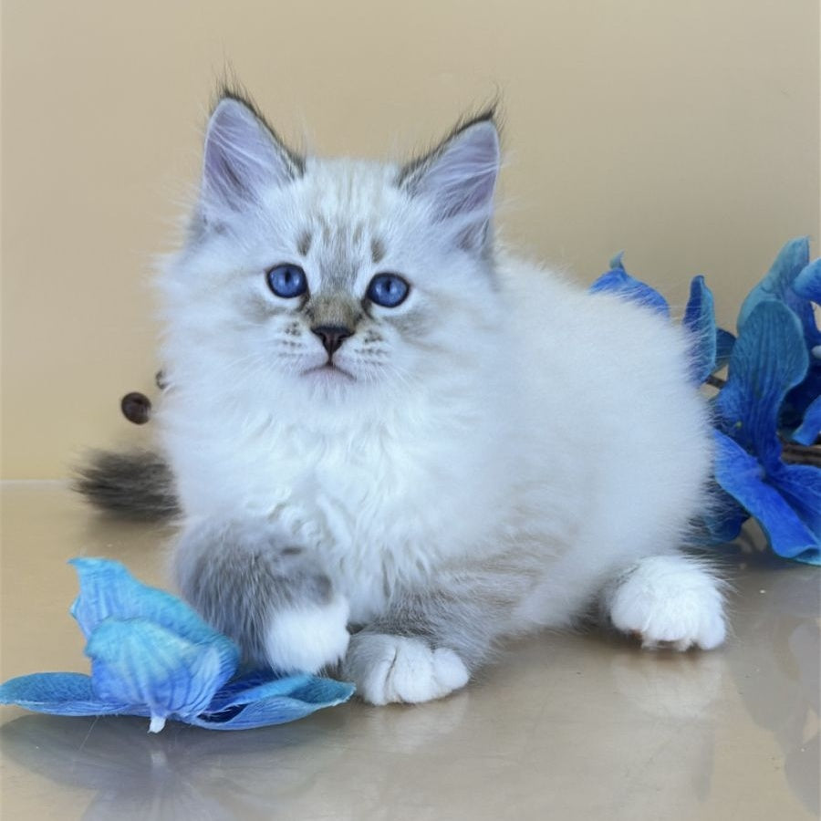 Arctic Siberian male, seal tabby pointed with white