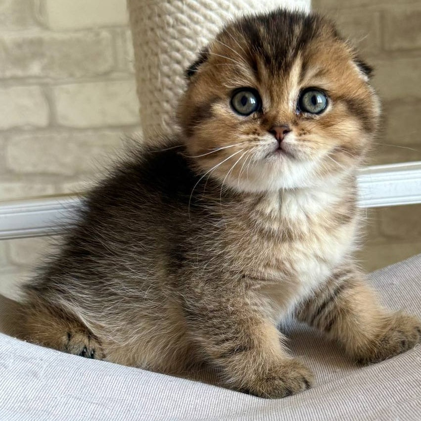 Fiona Scottish Fold female, black golden ticked tabby