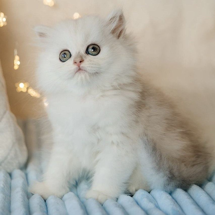 Isabel Scottish Straight female, black silver shaded