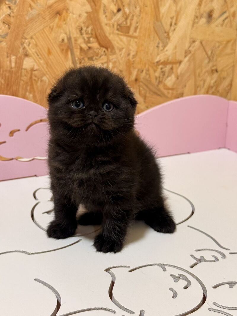 Florence Scottish Fold female, black