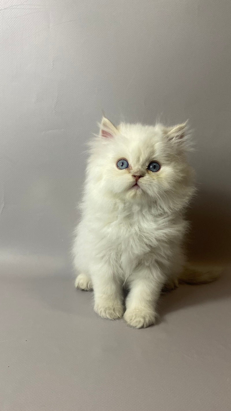 Tommy British Longhair male, lilac pointed