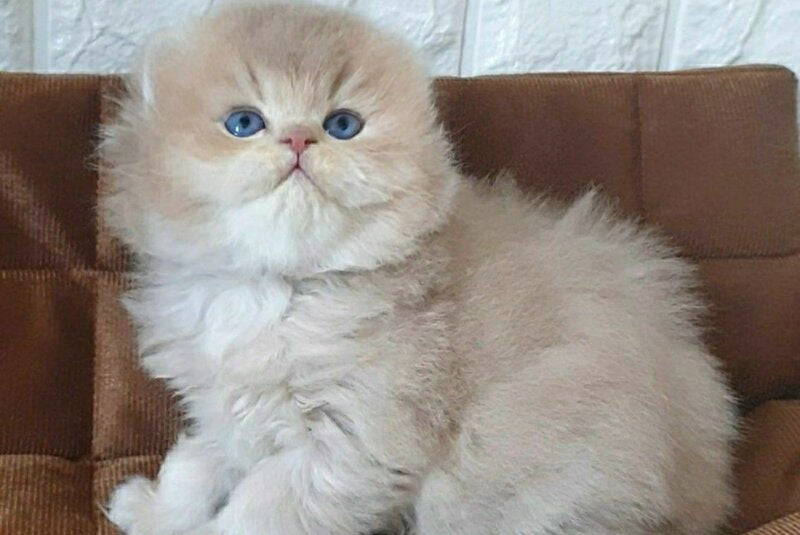 Oliver British Longhair male lilac golden chinchilla - live animals