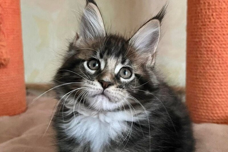 Jaime Maine Coon male, black bicolour tabby