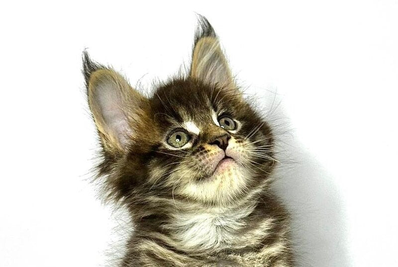 Jetta Maine Coon female black tabby - live animals
