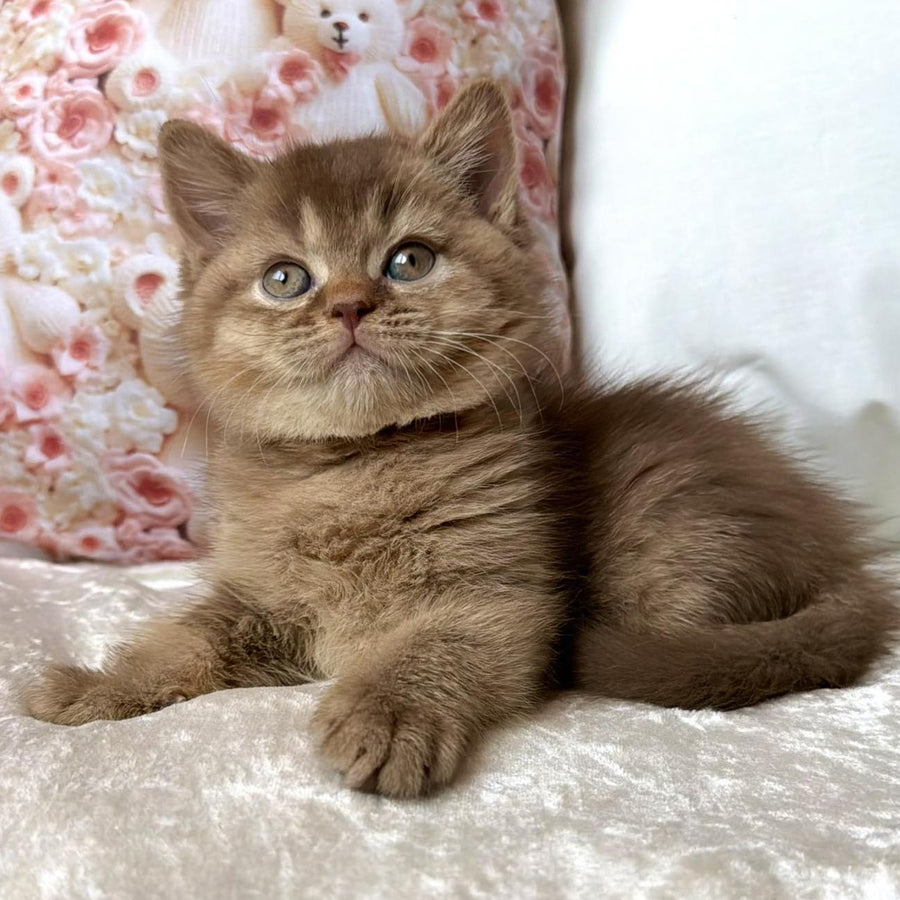 Ming British Shorthair male, cinnamon ticked tabby