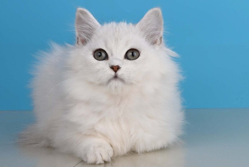 Xasandra British Longhair female, blue golden shaded