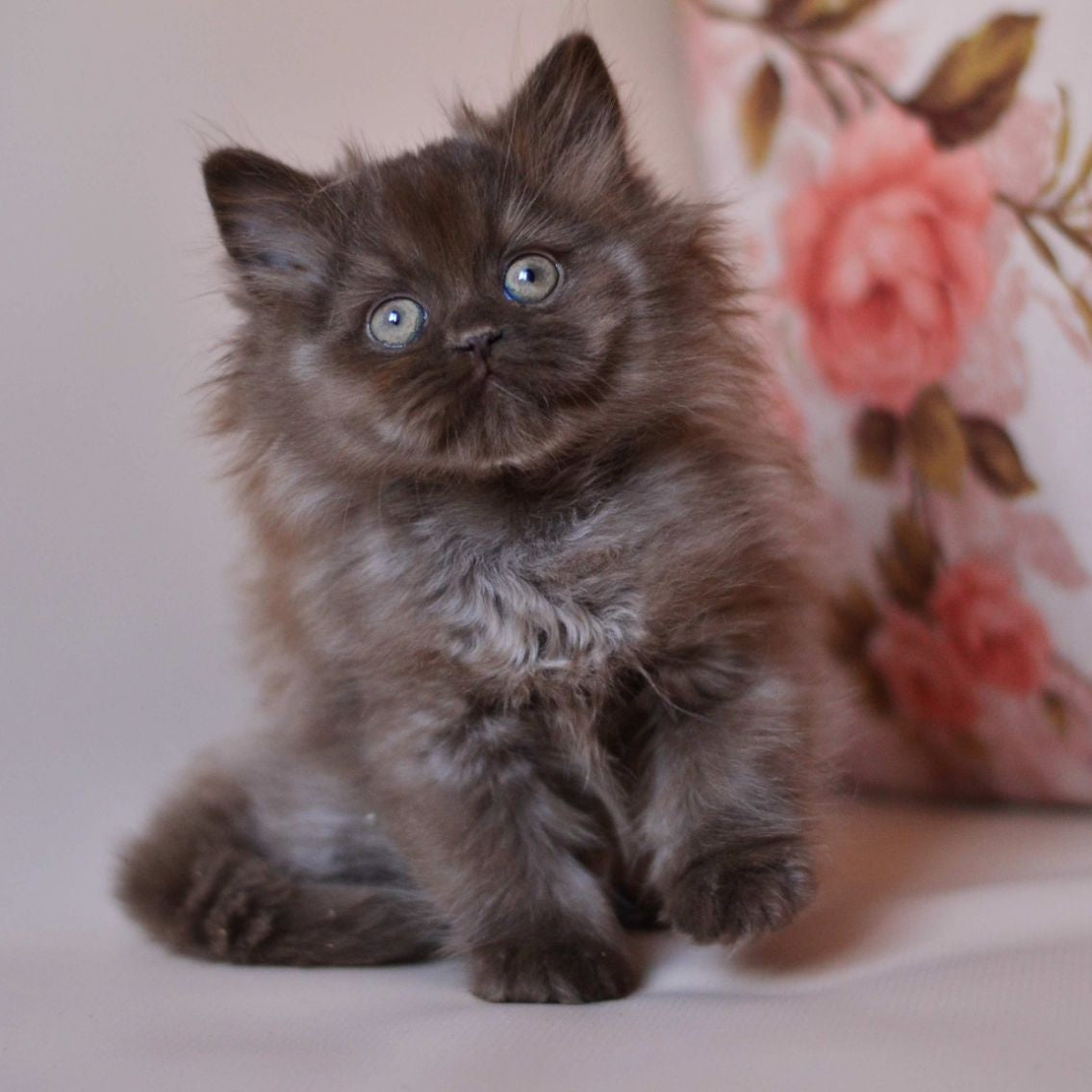 Maybach British Longhair male, chocolate