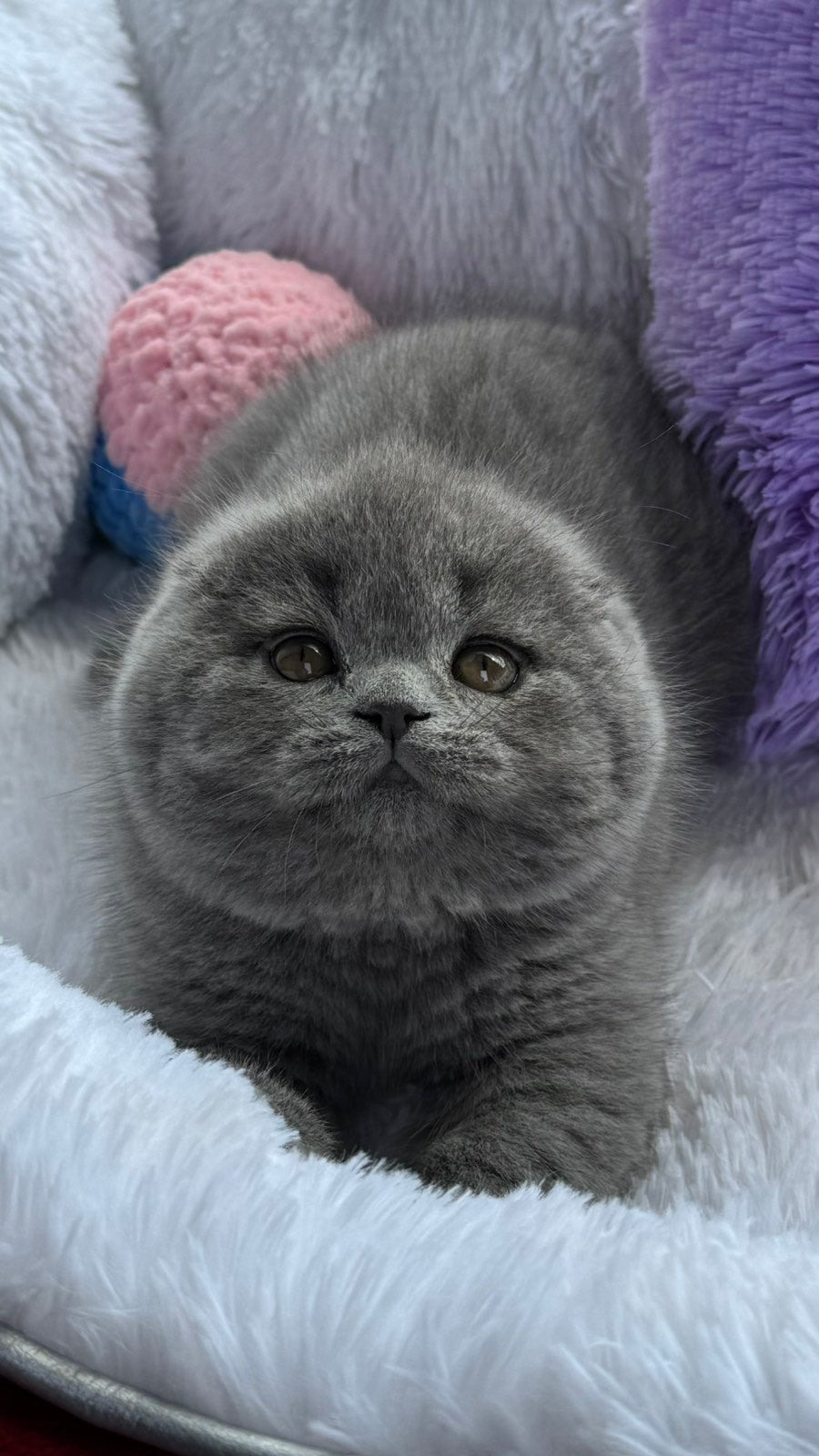 Yasmin Scottish Fold female, blue