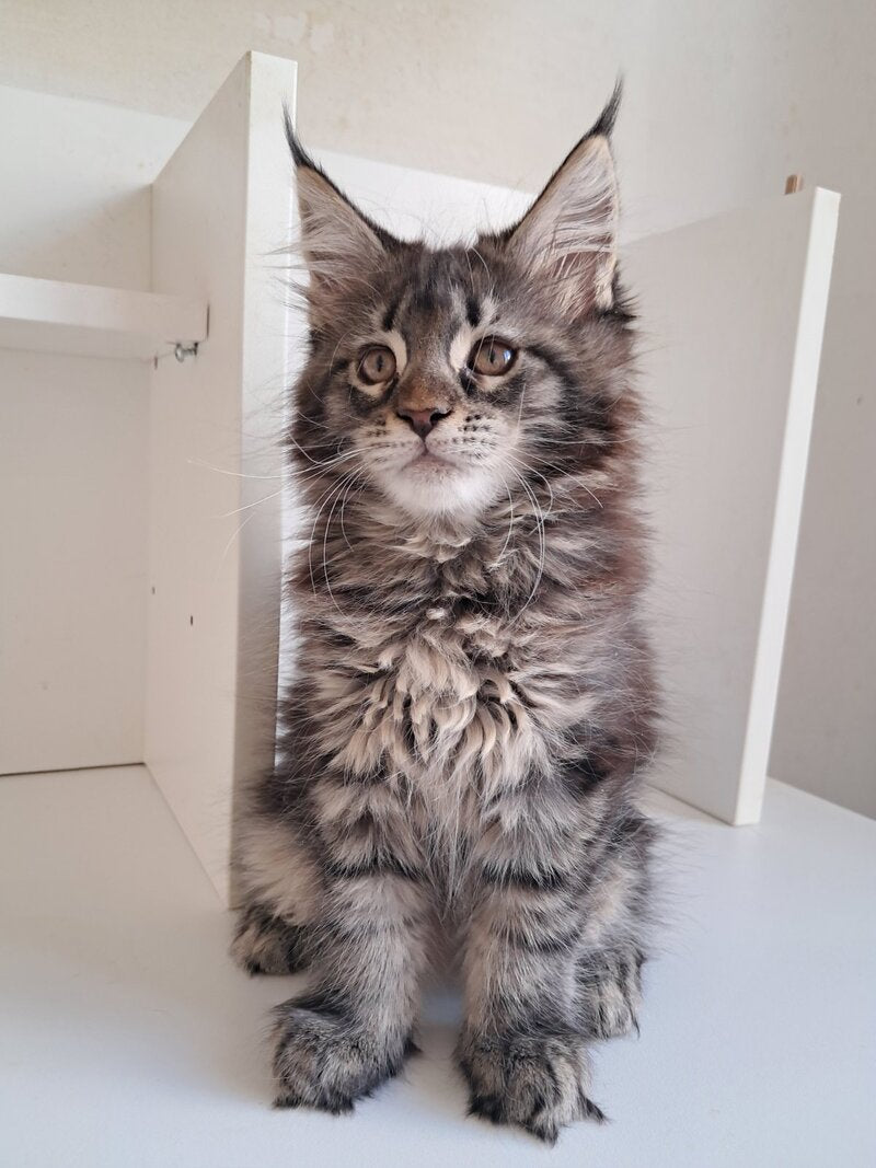 X-Adel Maine Coon female, black tabby