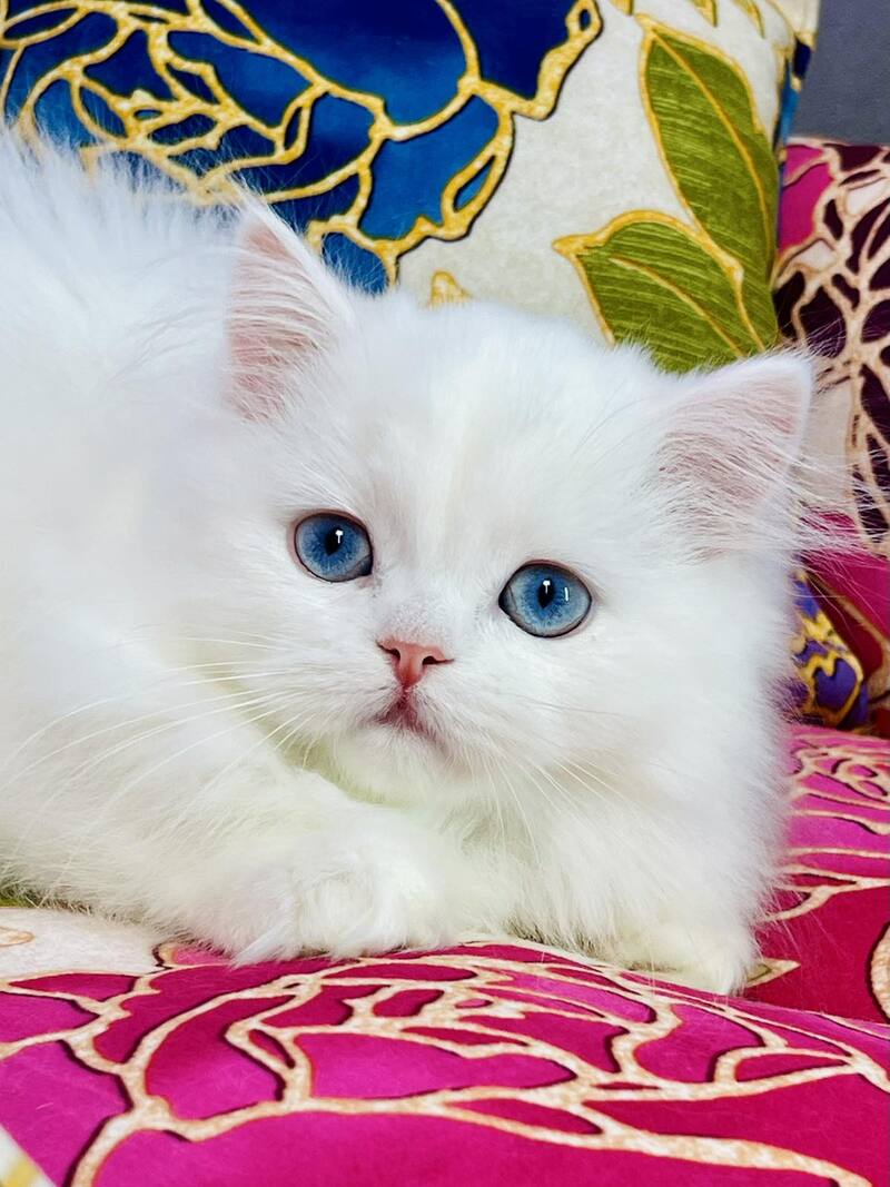 Marcy Scottish Straight male, white